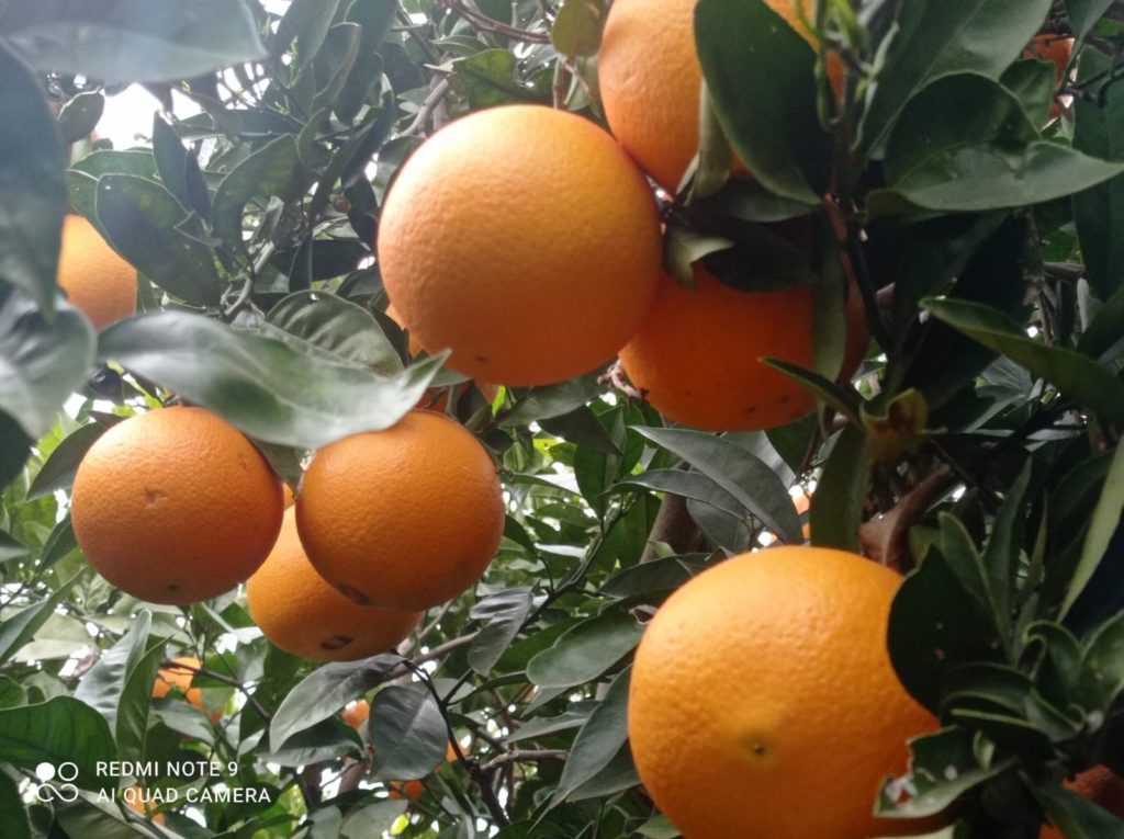 Foto de Naranjas La Torre