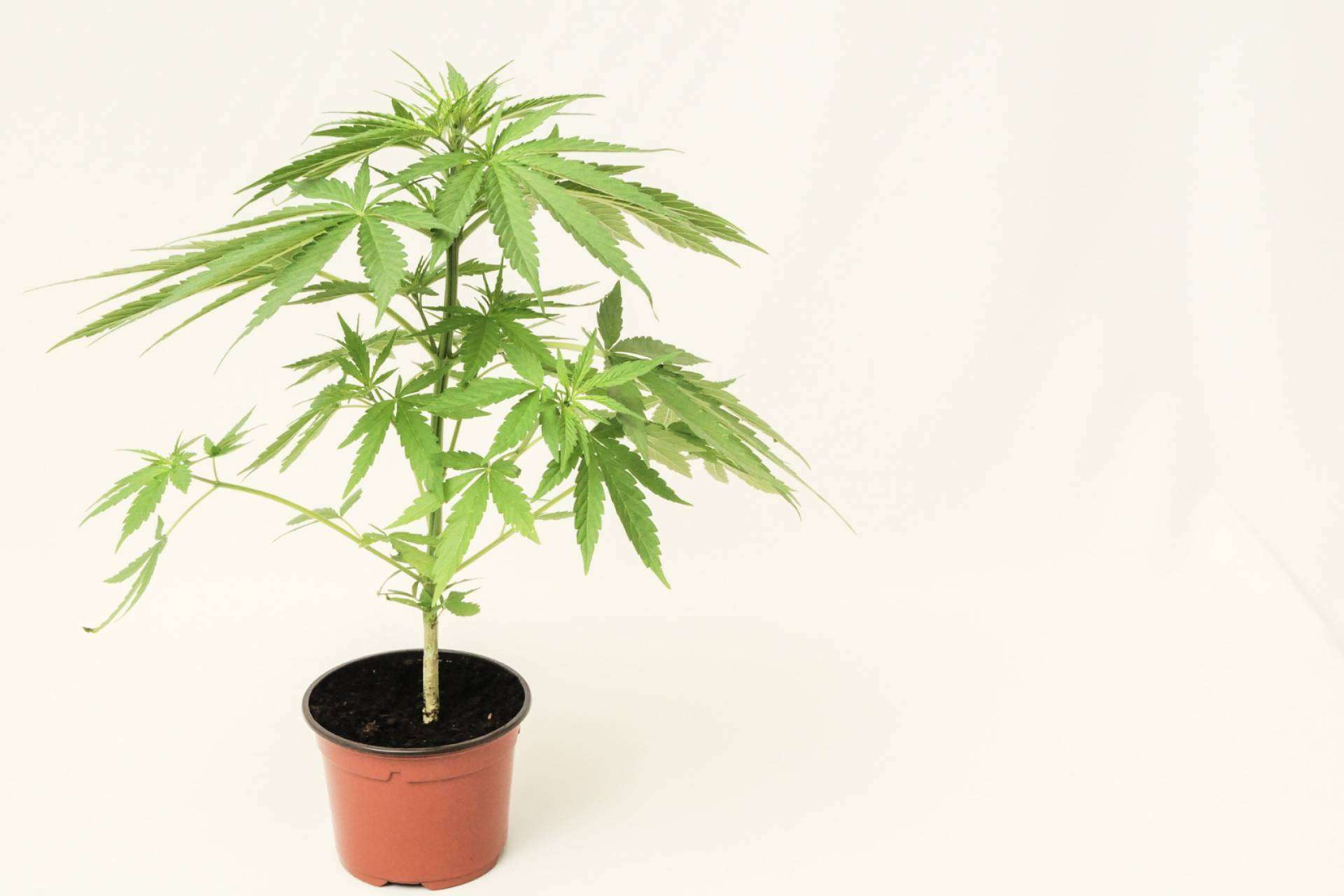 Beneficios del CBD, ¿para qué sirve?