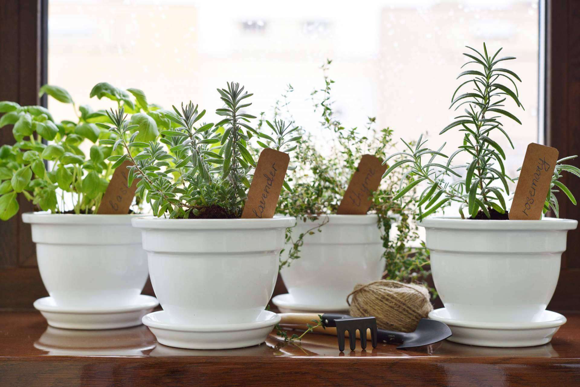 Los beneficios de las plantas aromáticas de calidad: Spirit Natura