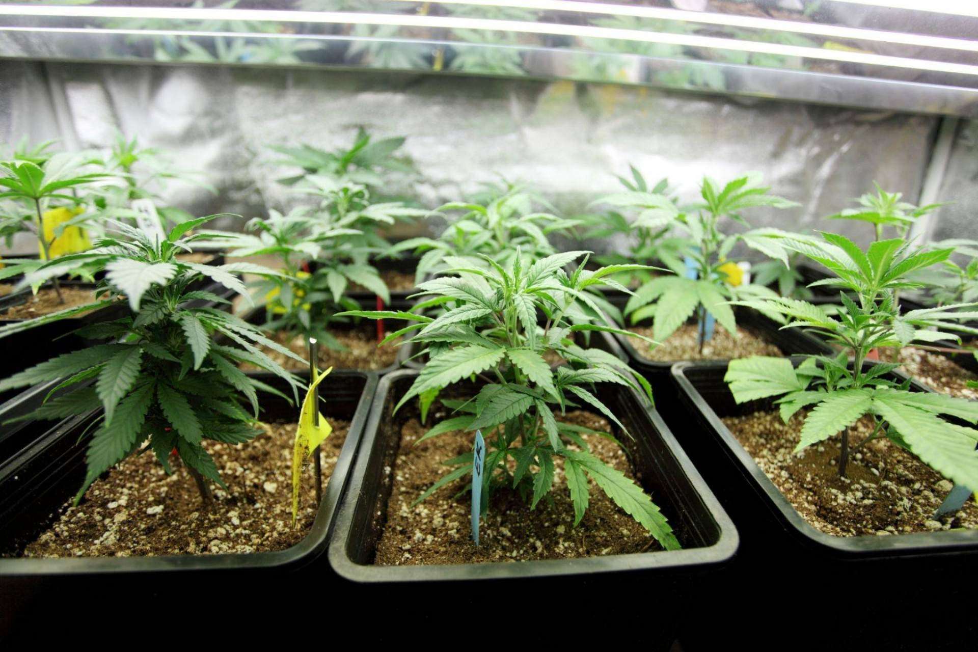 Legalidad: ¿Se puede comprar marihuana legal en España? por De Pata Verde