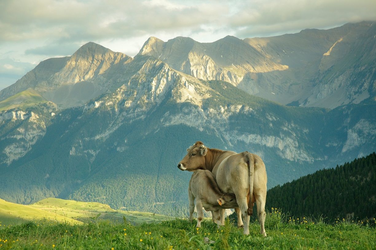 El sector del Vacuno de Carne refuerza sus compromisos con el consumidor y el medio ambiente