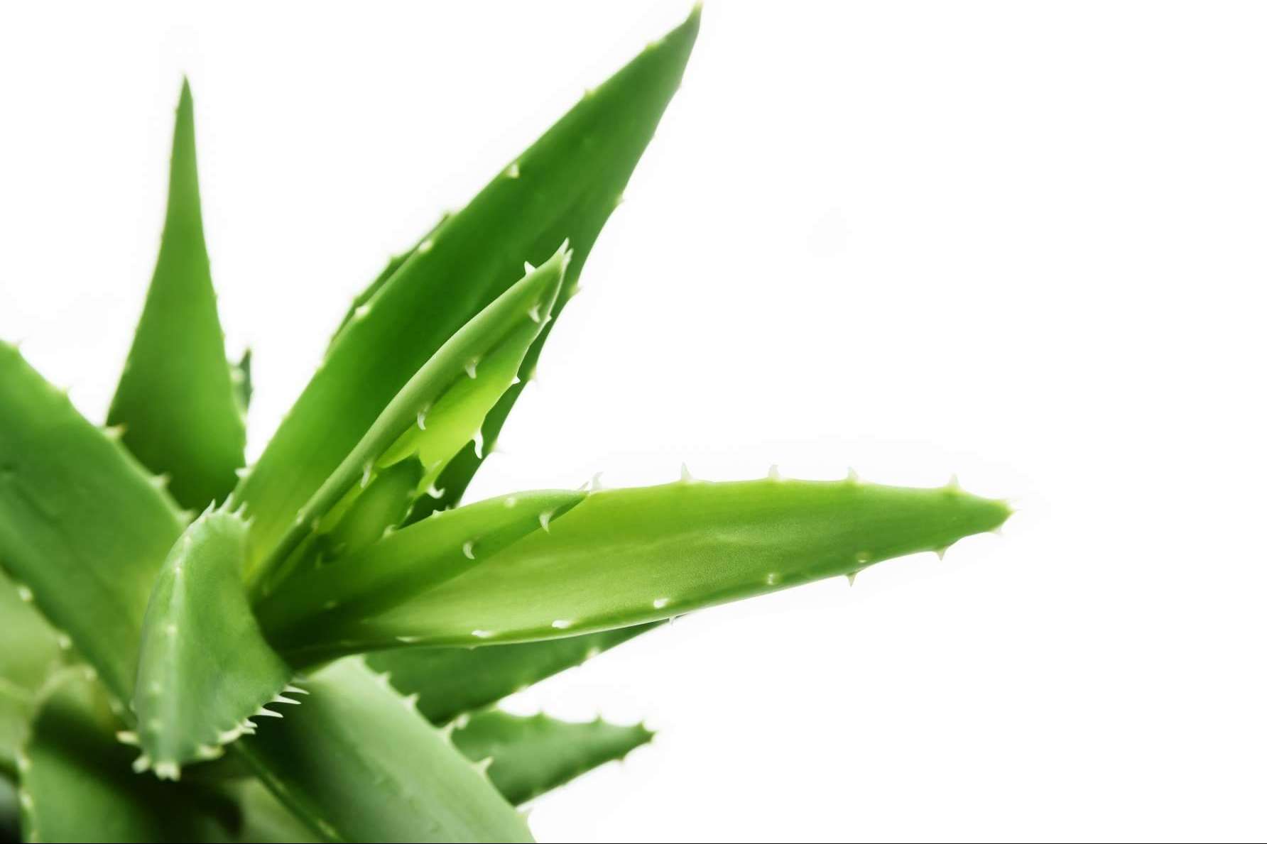 TerritorioAloe, una gran oportunidad de negocio para los enamorados del aloe vera