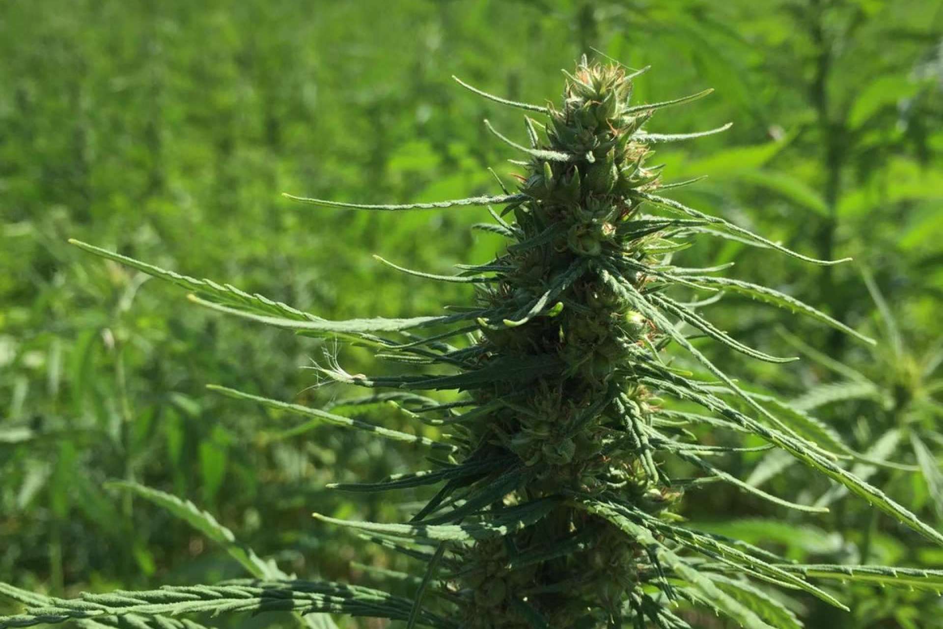 La Mal Querida Sativa: el aumento del cultivo de cáñamo en España