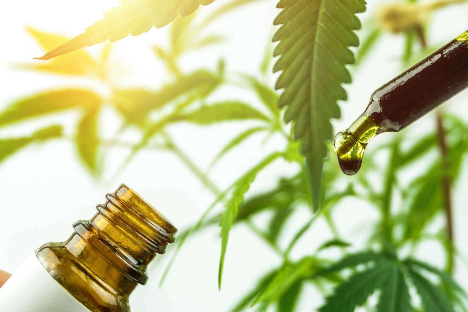 ¿Dónde conseguir aceite CBD?: Legal Hemp