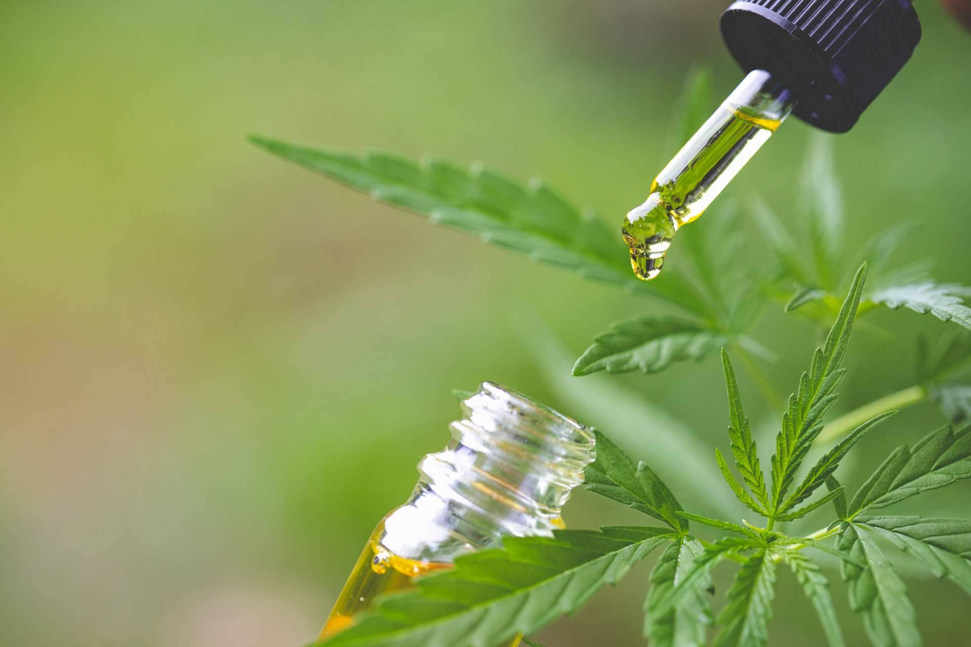 Legalhemp Biocosmetic es una tienda online que vende cosmética natural y aceite CBD
