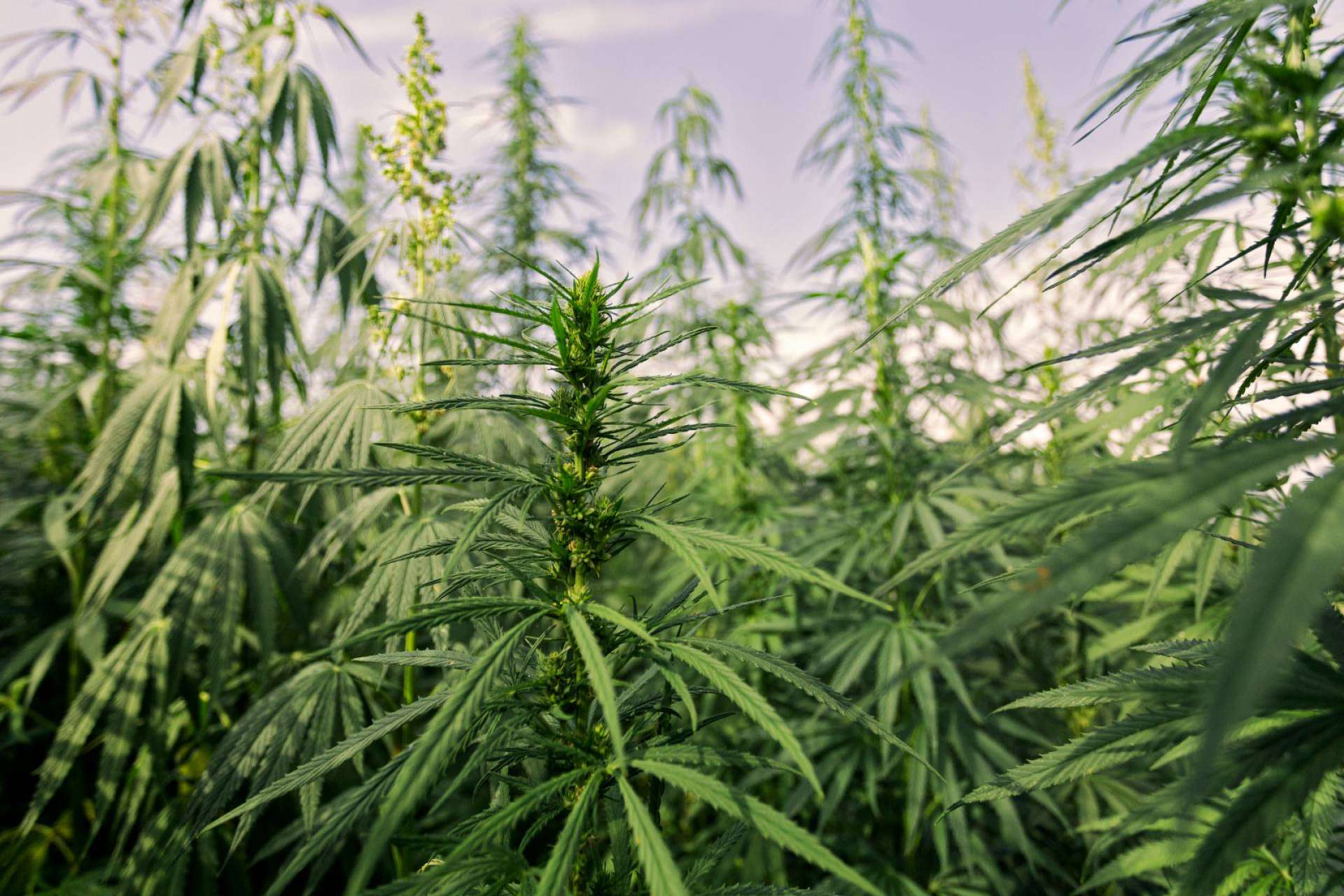 ¿Dónde es posible comprar flores de CBD en España?