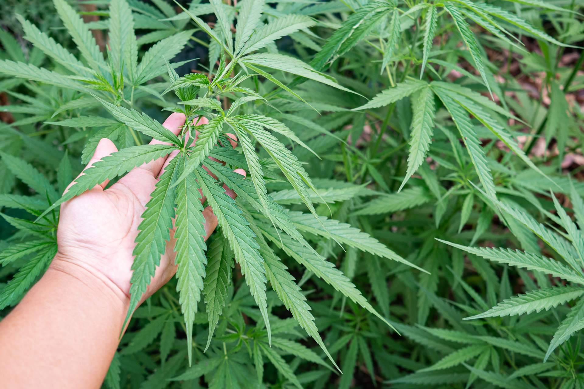 La web topgrow.es brinda productos de iluminación led para cultivos