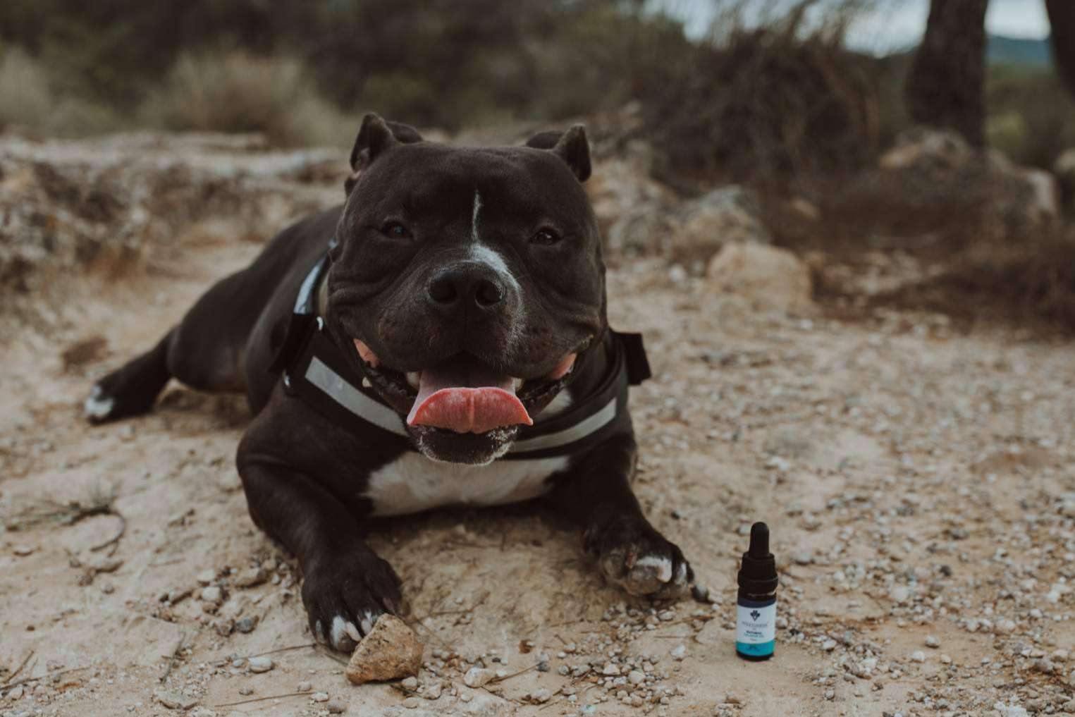 Adquirir aceite de CBD para mascotas en Weedness CBD