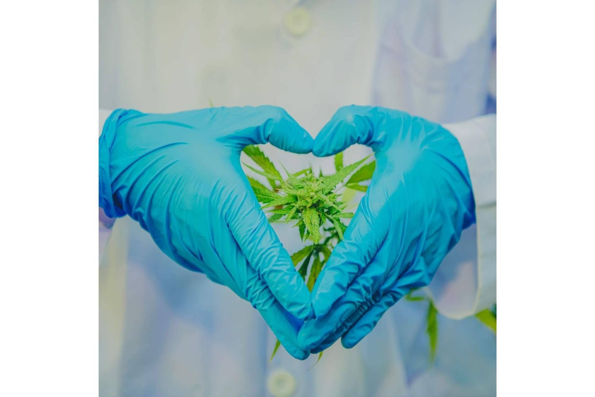 CBDrocks, el espacio de confianza para ser guiado sobre cualquier cuestión relacionada con el consumo de CBD