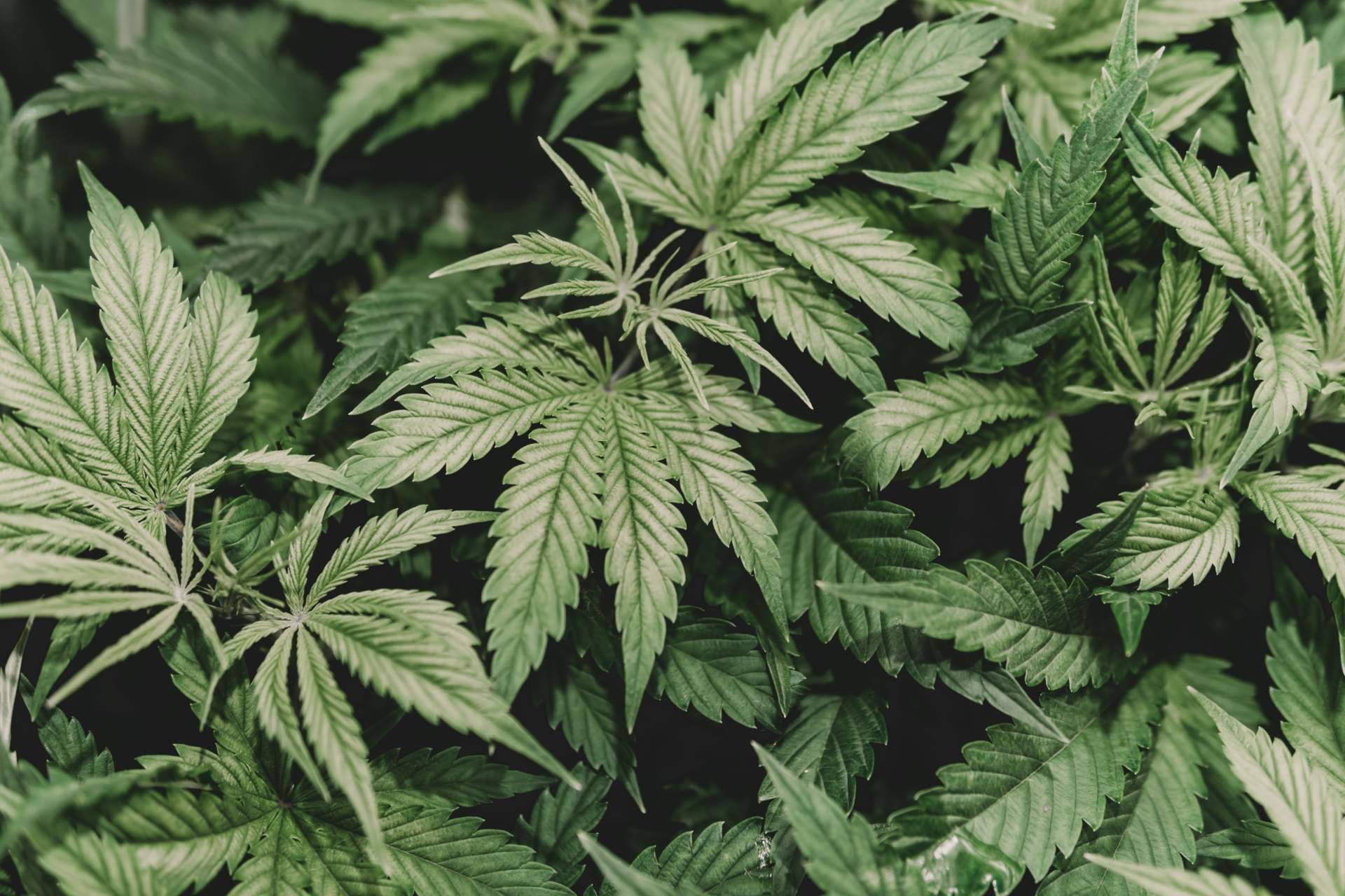 Los beneficios del cannabis en la salud de la mano de Canna Rural