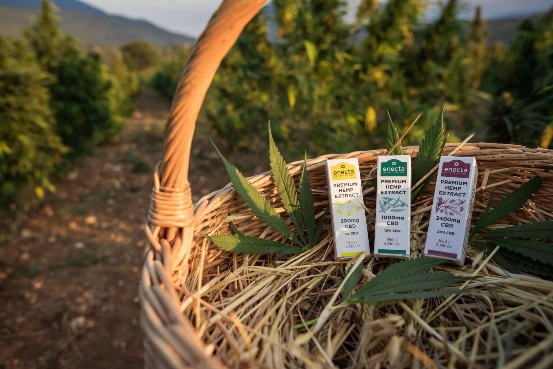 Enecta, todos los beneficios del aceite CBD