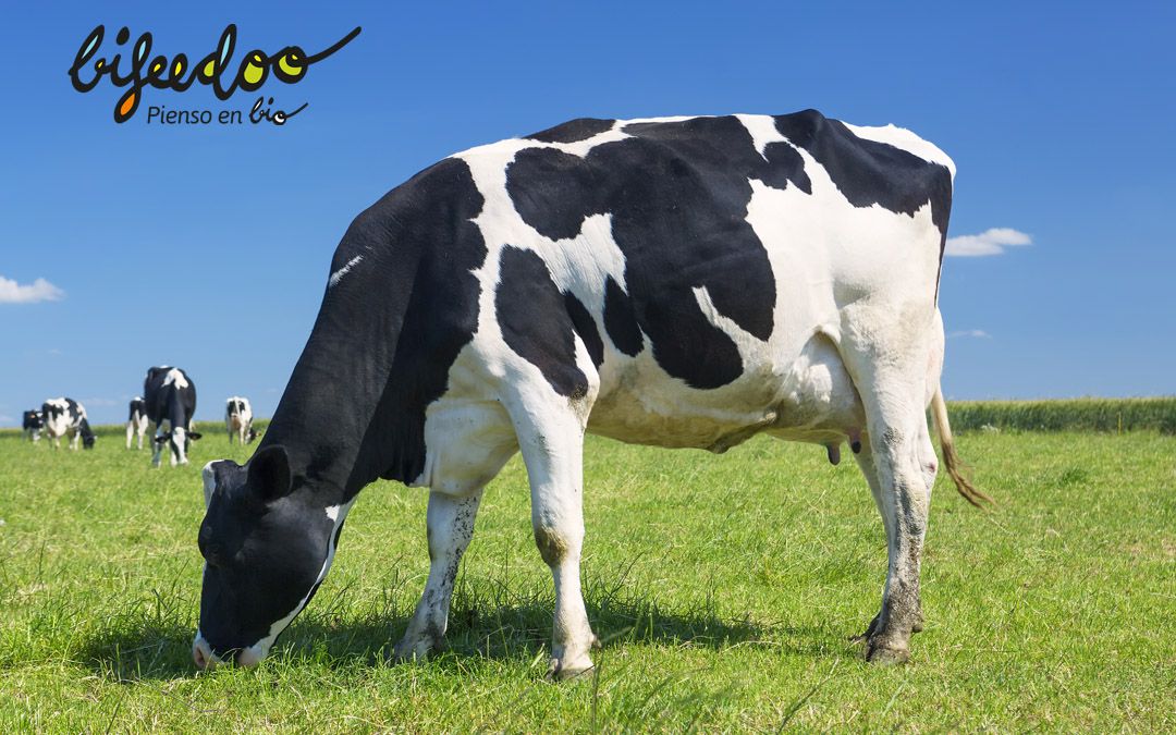 La producción ecológica con pienso ecológico, según Bifeedoo