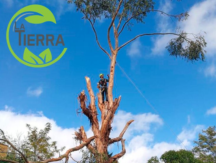 Tala de árboles ¿por qué acudir a profesionales?, por LA TIERRA JARDINERÍA