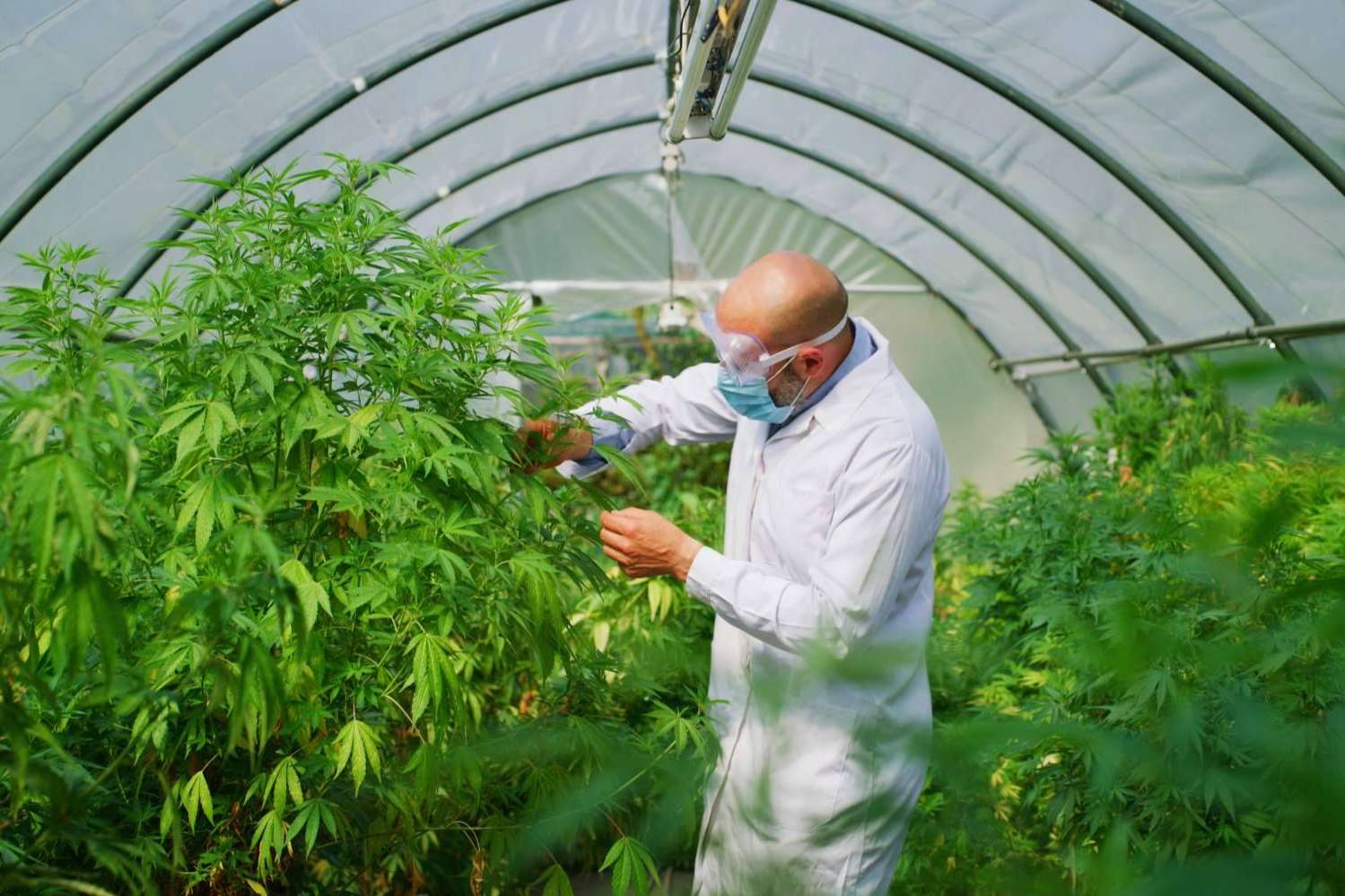 Sobre el cultivo de cáñamo en España, Iberian CBD