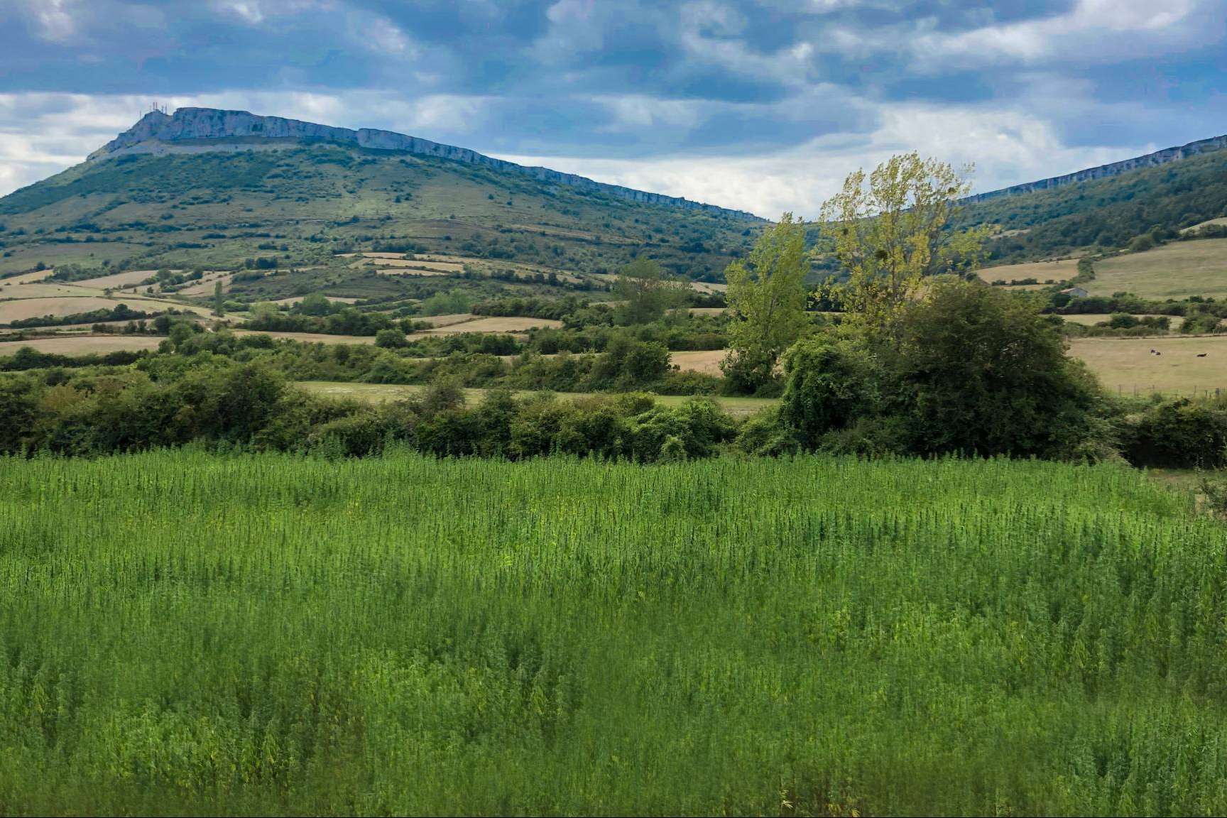 ¿Cuáles son las producciones de cáñamo disponibles de Iberian CBD?