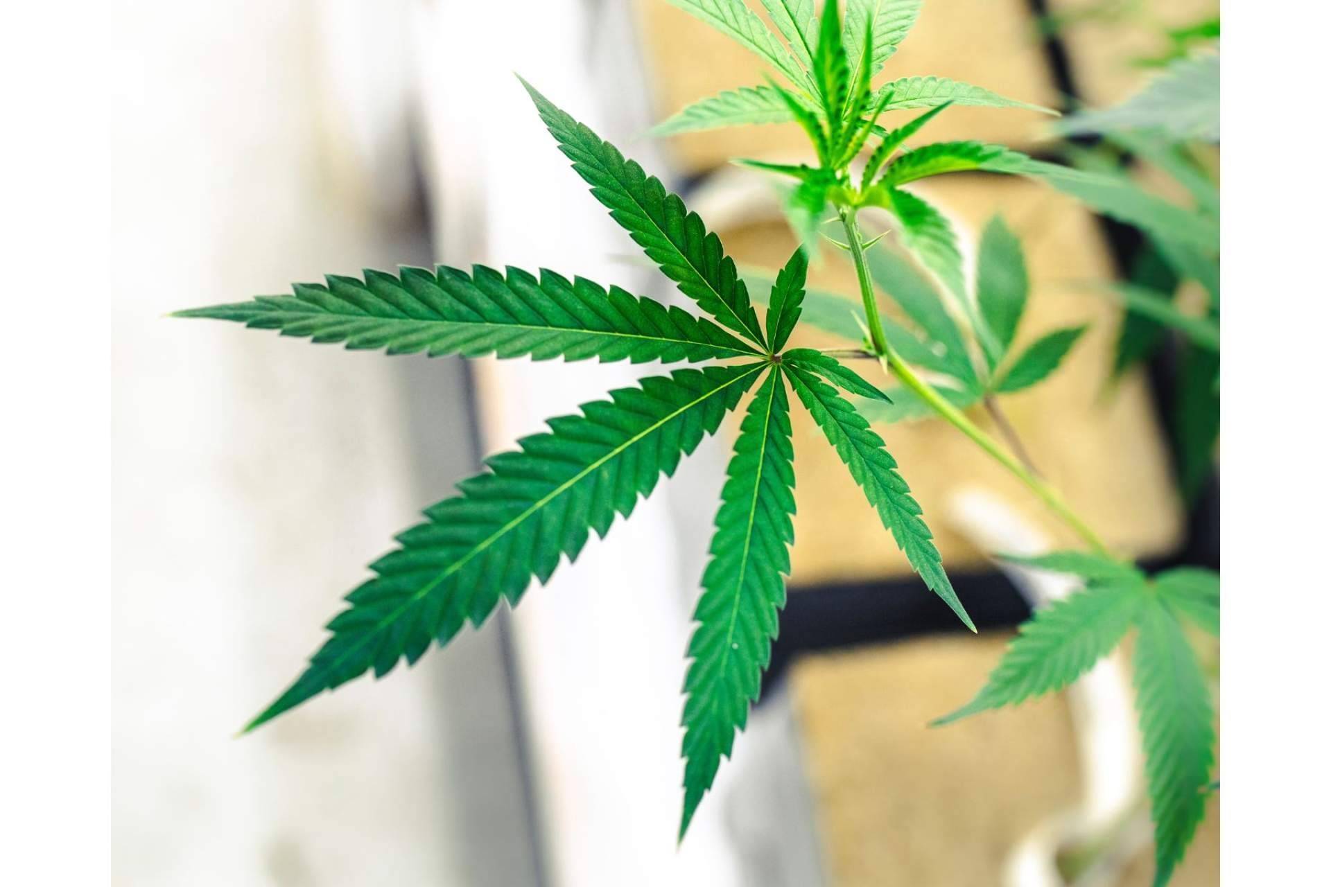 CBDrocks ofrece CBD online para la concentración