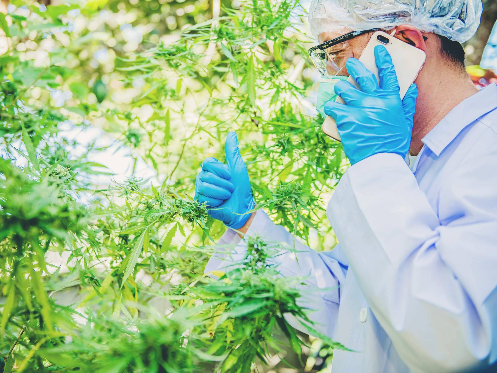 El empleo de productos de CBD para mejorar algunos problemas de salud, por Greengos
