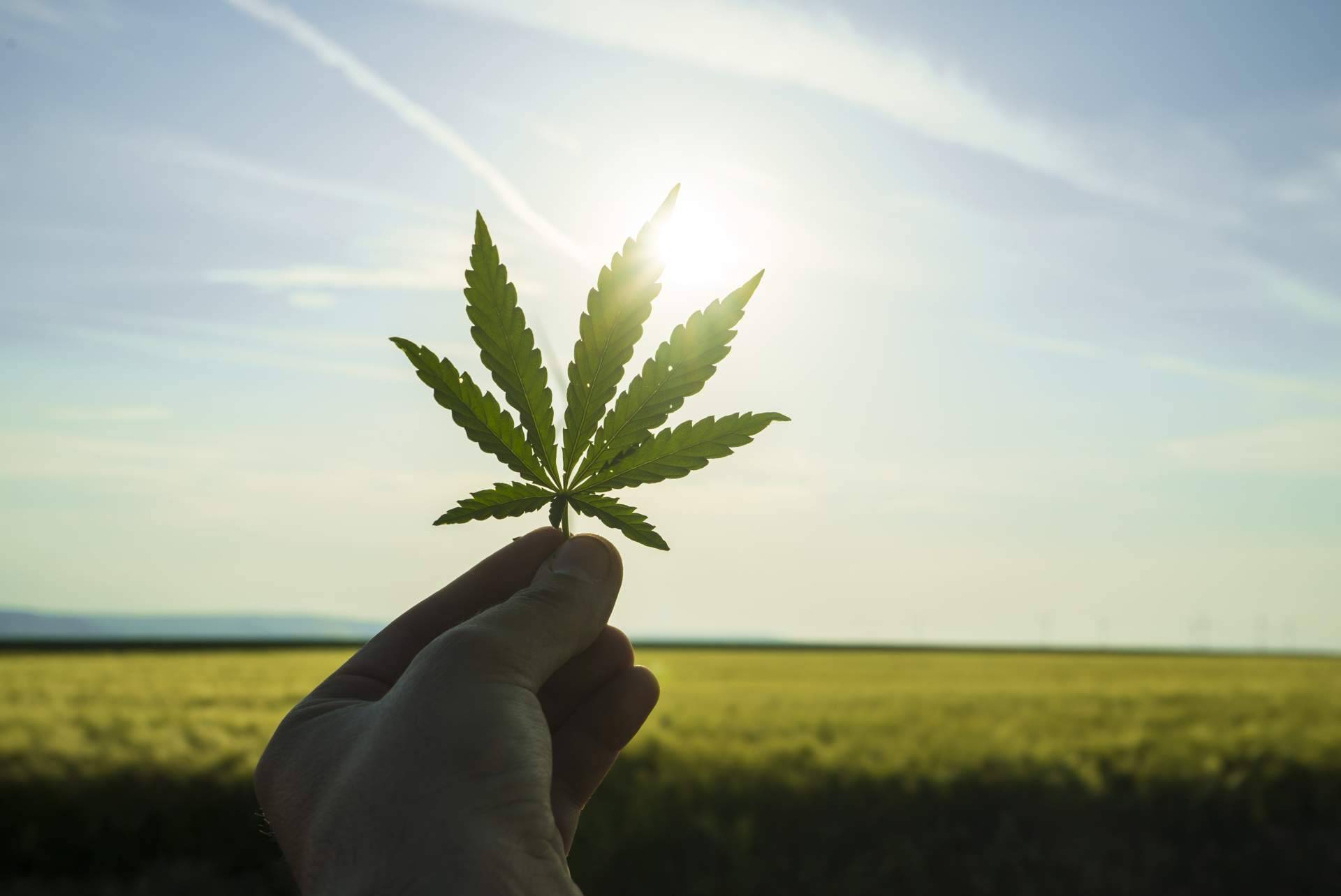 Conocer todos los beneficios medicinales de la planta del cannabis