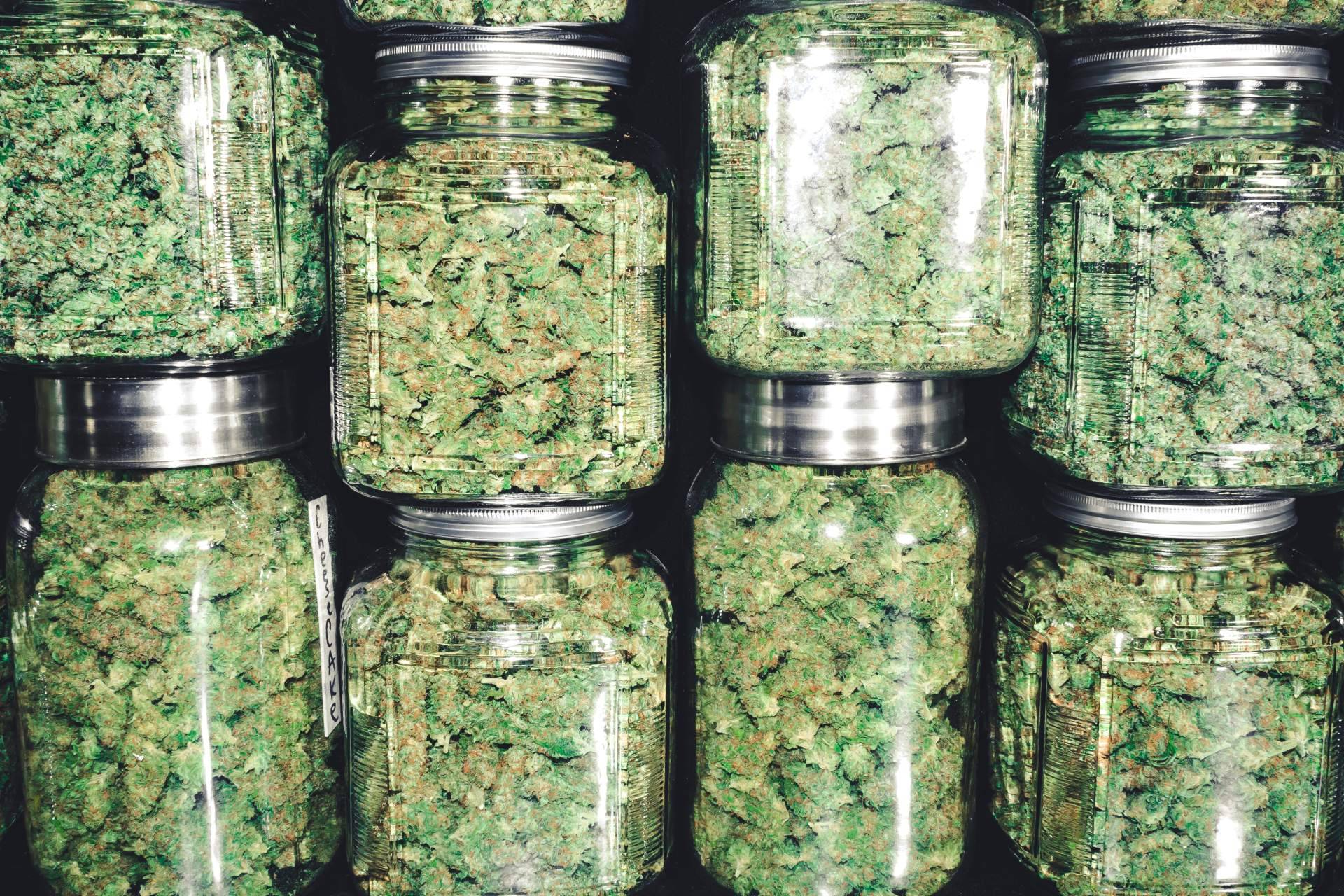 Cannabis Barcelona, una de las guías líderes de clubes de cannabis en Barcelona