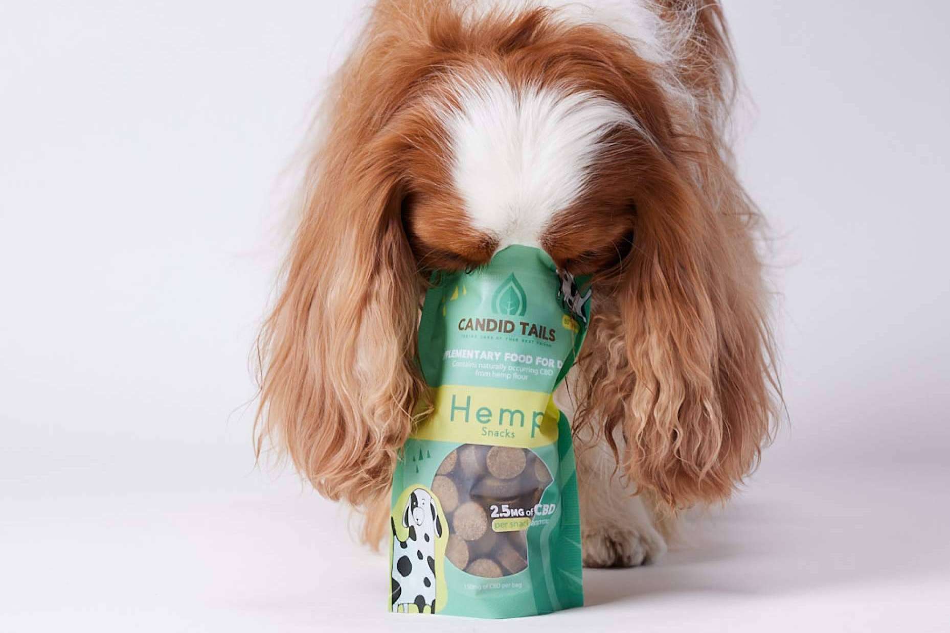 Una tendencia que toma fuerza, el cannabis para perros