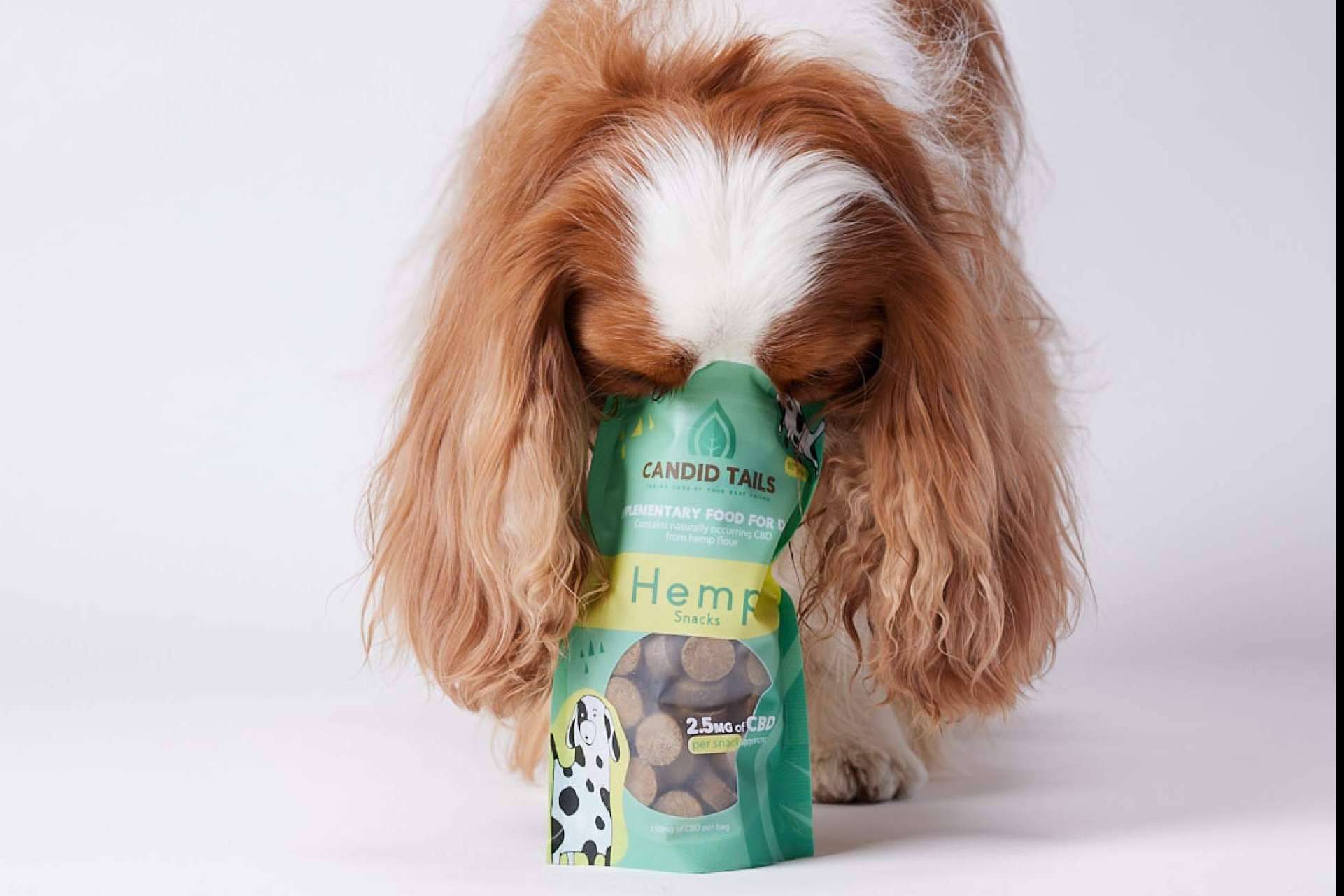 CandidTails explica los beneficios del cáñamo con CBD para perros
