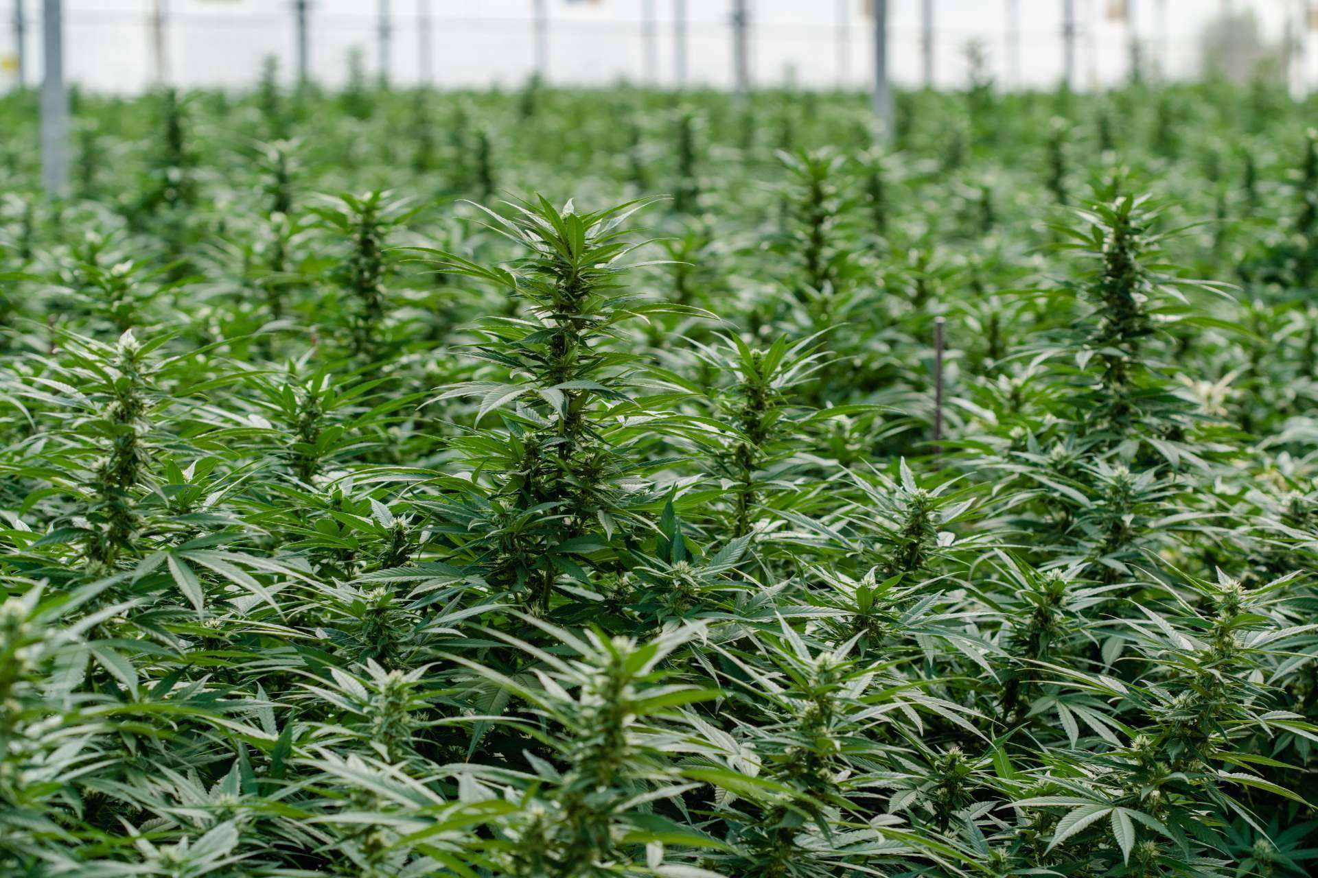 ¿Cuáles son los principales beneficios del CBD?
