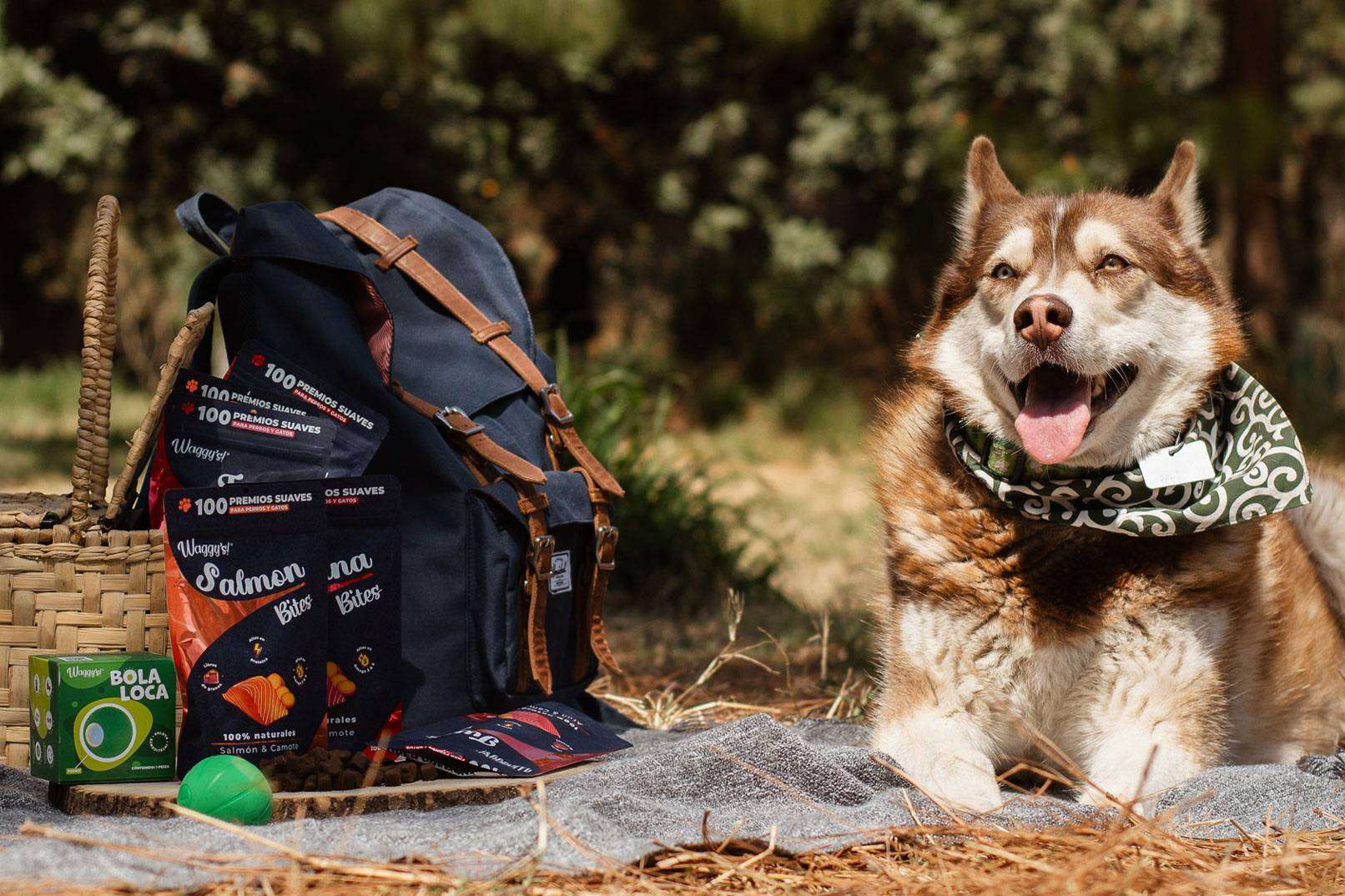 Los premios naturales de CBD para mascotas de Waggys.pet