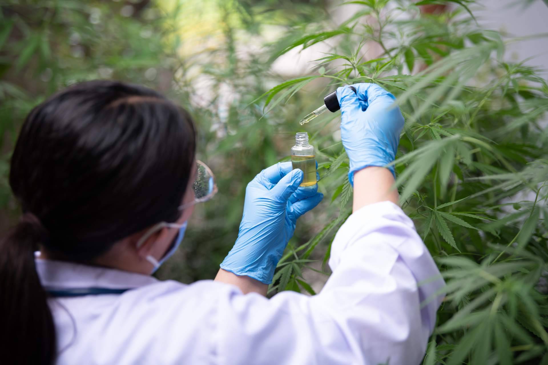 Comprar CBD al por mayor, beneficios y seguridad con EXTRACTOS EUM