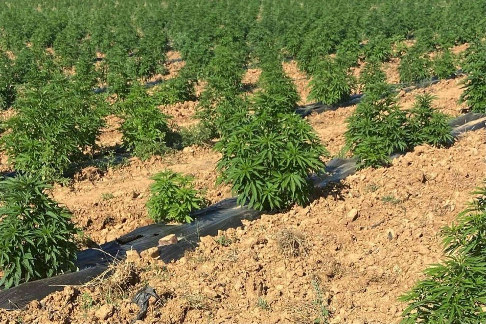 Cáñamo Industrial; Un Cultivo Sostenible y Multifacético